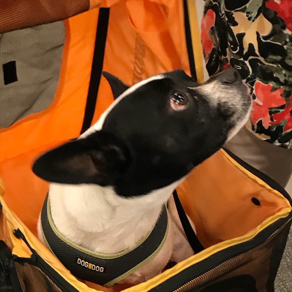 Meet your Posher, Su.